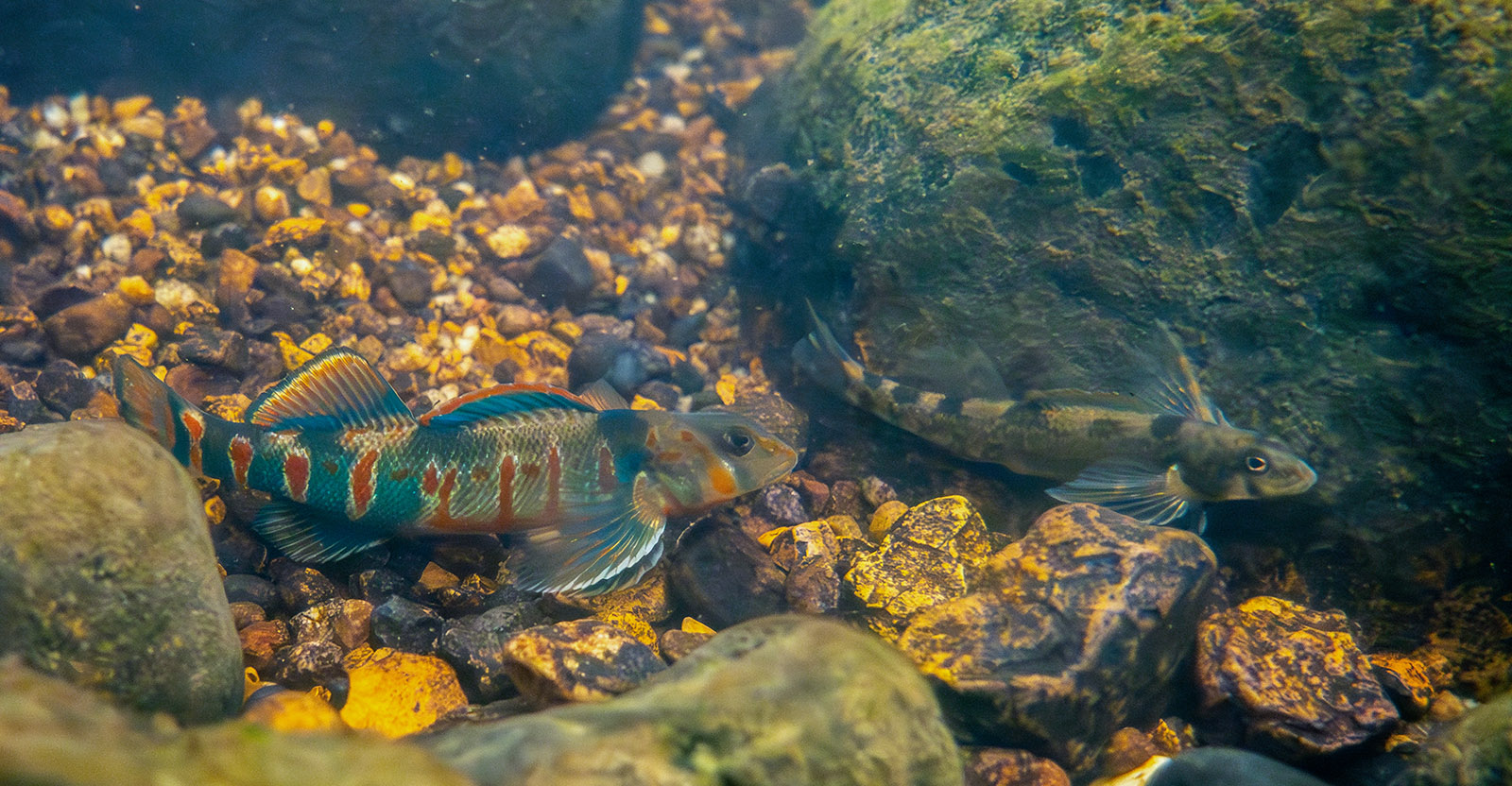 Image d'un dard rayé rouge et bleu aux couleurs vives à côté d'une femelle aux couleurs plus ternes, grises et noires.