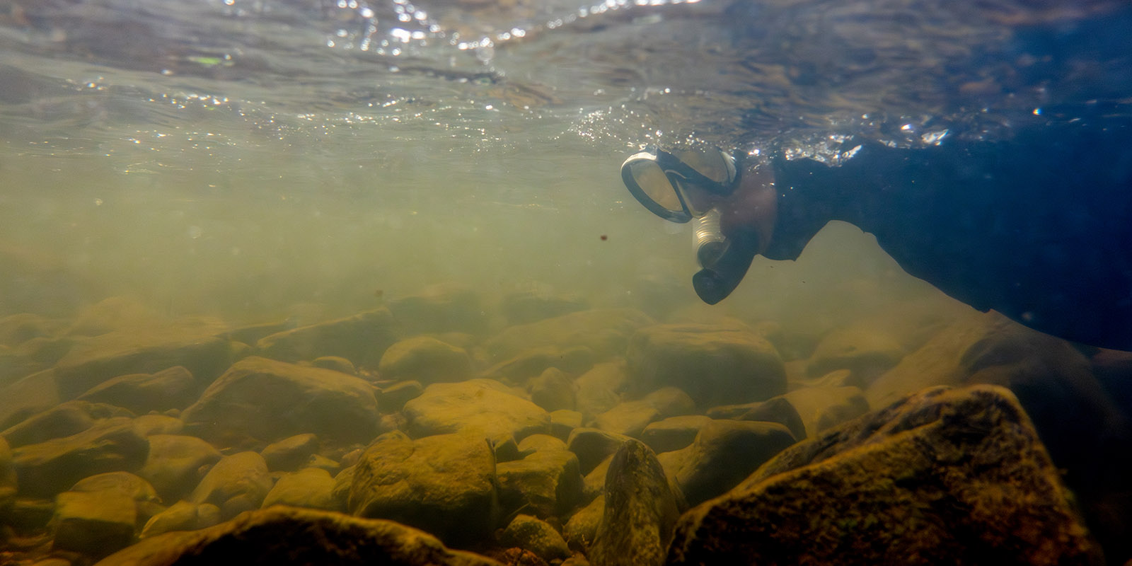 Image d'une personne faisant de la plongée en apnée pour chercher des dards dans une rivière trouble.