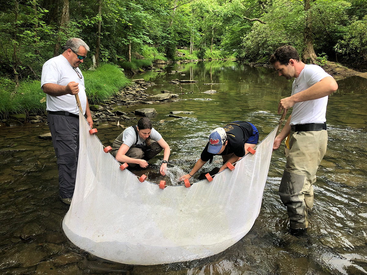 Image du personnel du DWR et de ses partenaires utilisant un filet pour échantillonner une rivière à la recherche de grandes écrevisses des sables dans l'espoir de trouver des femelles pour le projet de propagation.