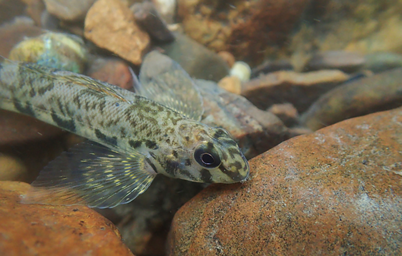 Image d'un dard vert parmi les rochers d'un lit de rivière