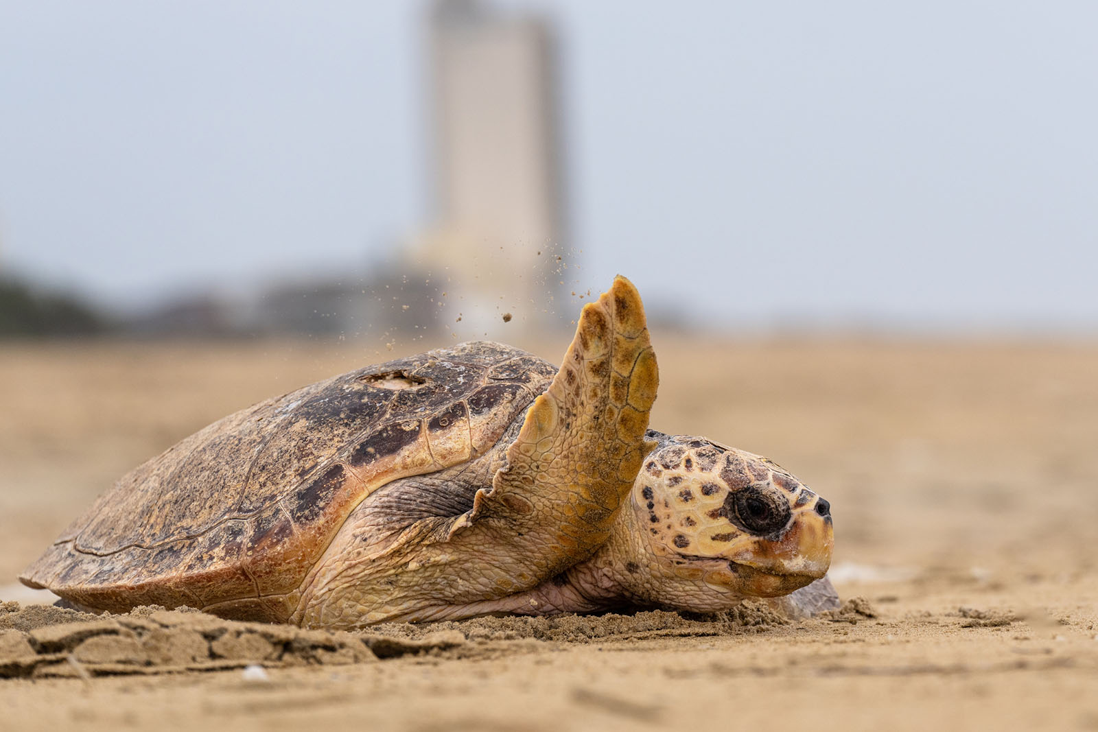 Tortue caouanne retournant à l'océan après avoir pondu sur la plage.