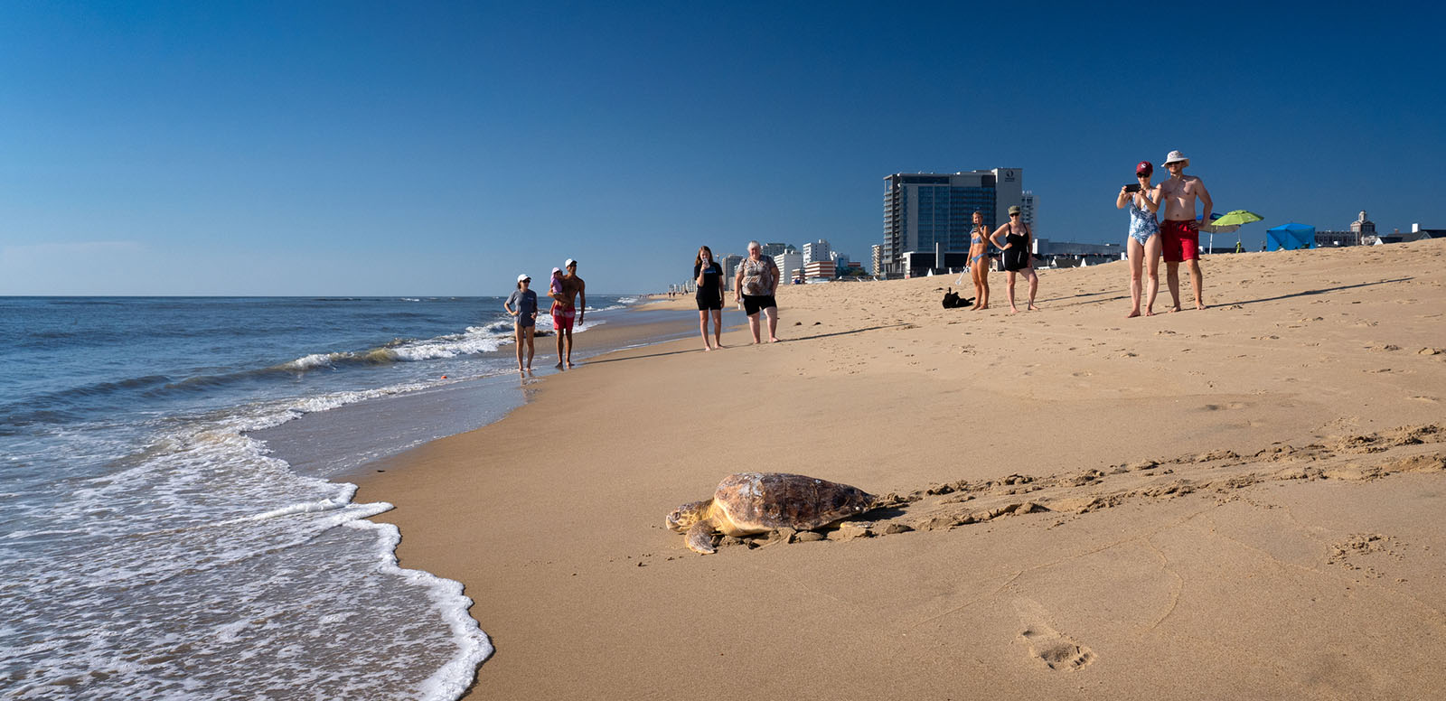 Une tortue caouanne regagne l'océan au milieu des baigneurs.