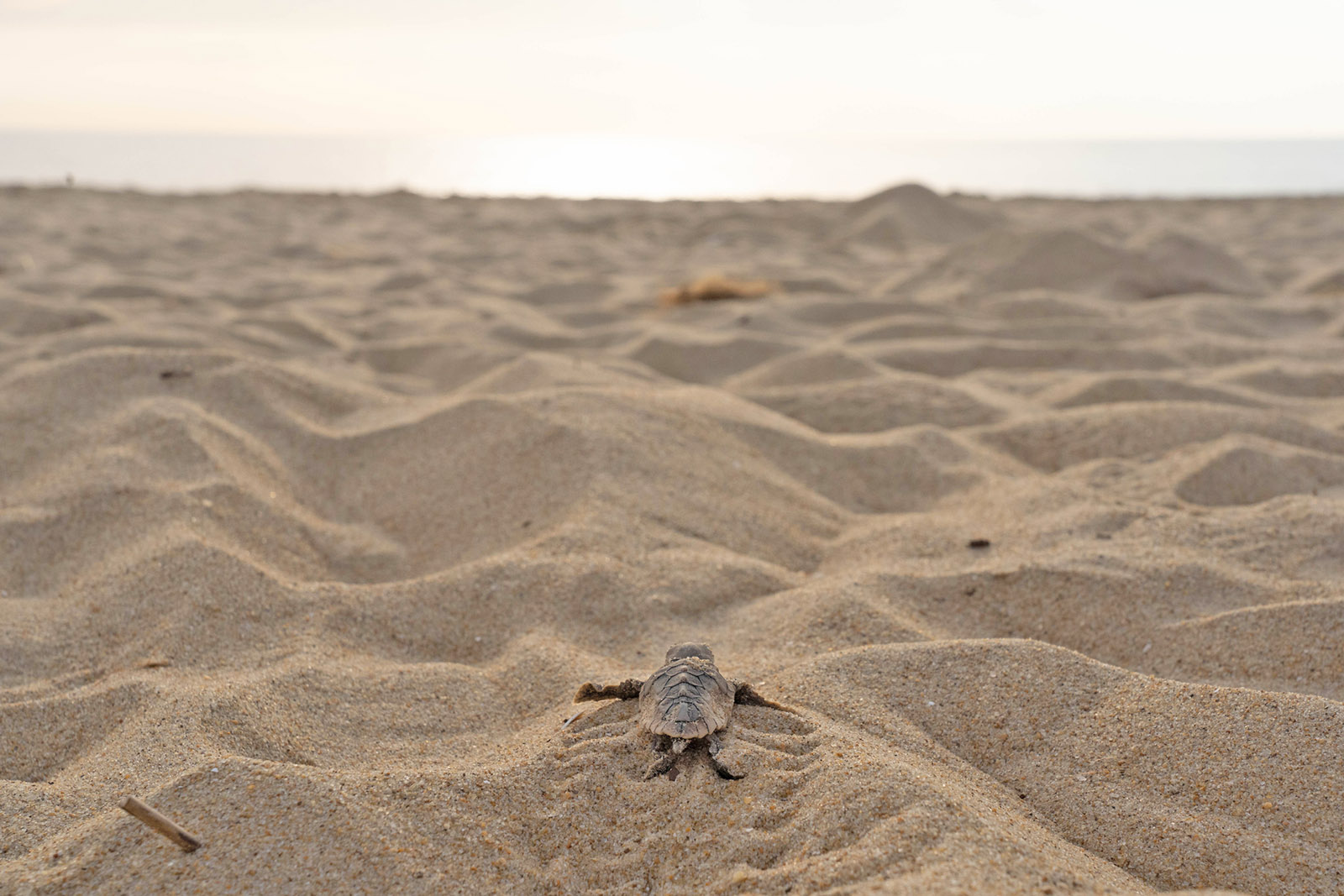 Éclosion d'une tortue caouanne en route vers l'océan.