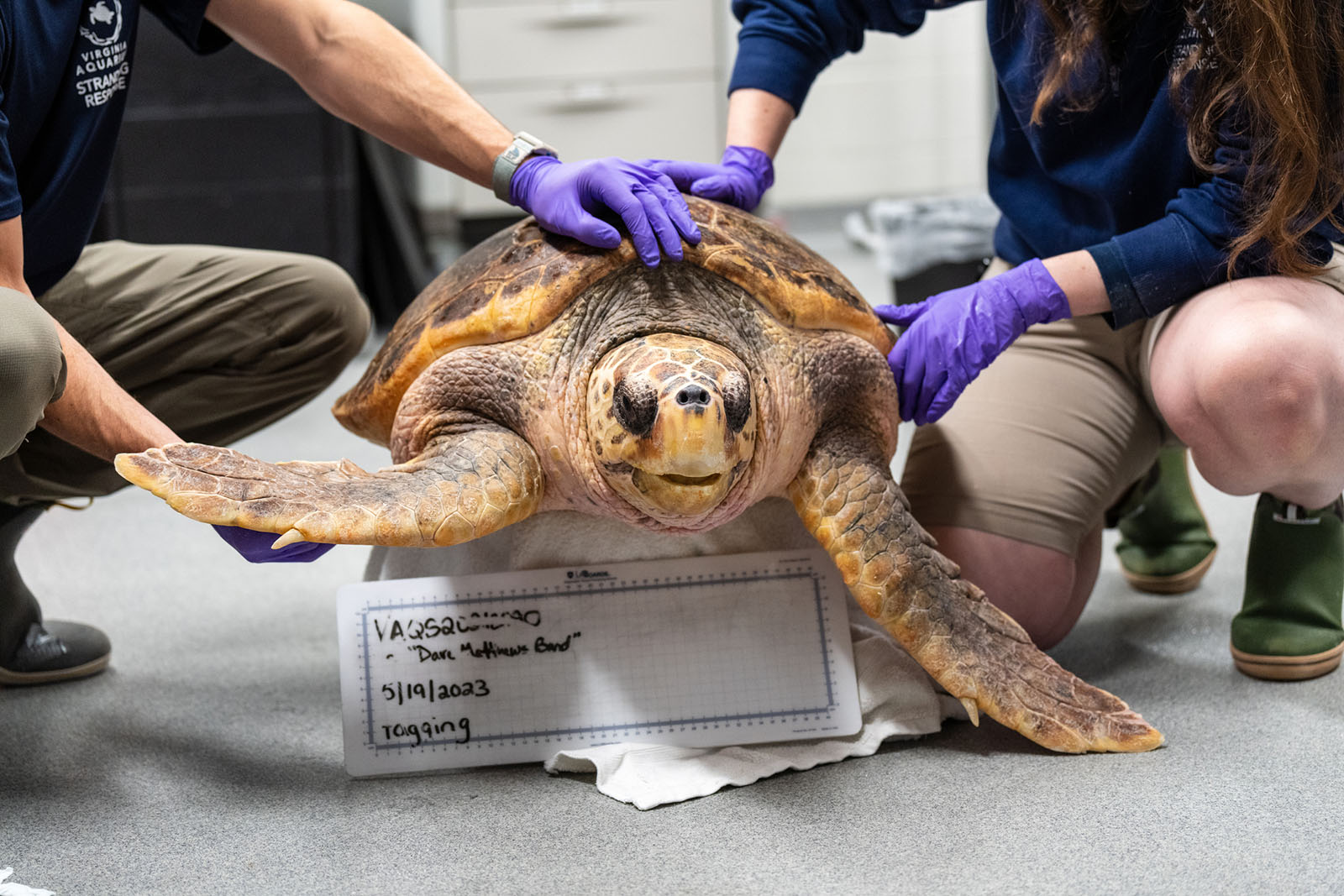 Tortue caouanne récupérée par le Virginia Stranding Response Network au Virginia Aquarium & Marine Science Center.