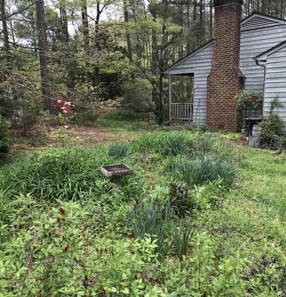 Image d'un jardin sauvage avec un bain d'oiseaux au milieu montrant la variation des hauteurs de feuillage.