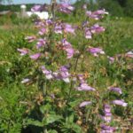 Fleurs violettes dans un paysage