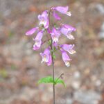 Fleurs violettes sur une seule plante