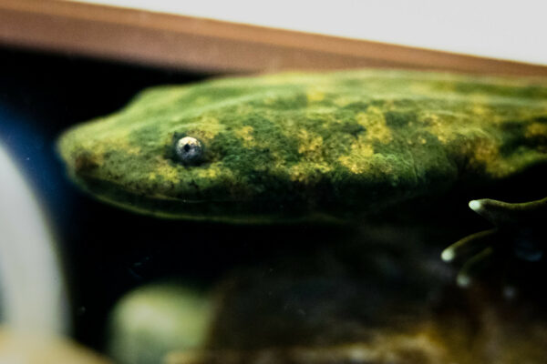 Tête d'un hellbender de l'Est.