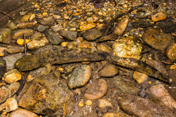Un Hellbender de l'Est presque camouflé dans les rochers environnants.