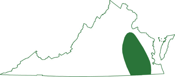 La sirène orientale est présente dans certaines régions de l'est de la Virginie