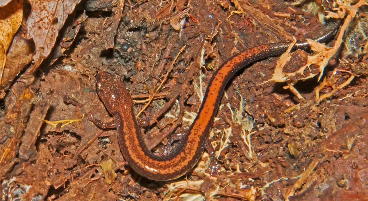 Une salamandre à dos roux dans la litière de feuilles.