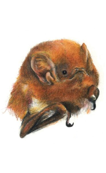 Image de la chauve-souris rousse de l'Est