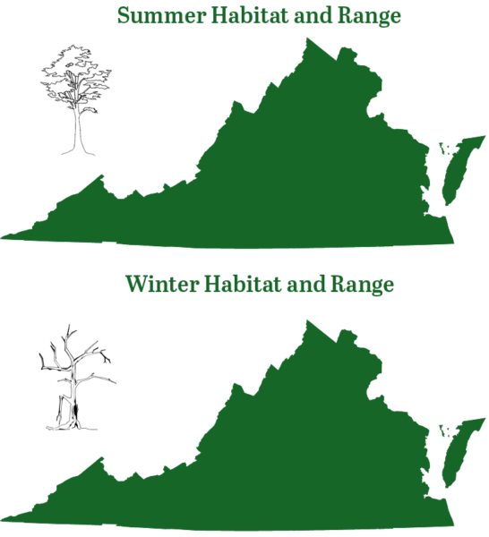 La chauve-souris rousse de l'Est est présente dans toute la Virginie tout au long de l'année.