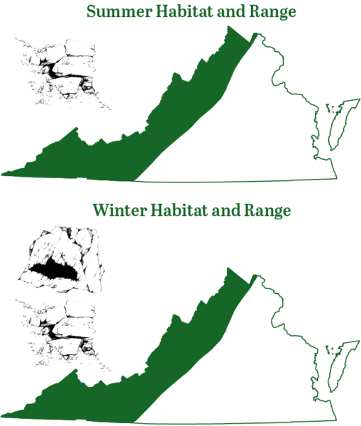 La chauve-souris à petits pieds de l'Est est présente dans les régions montagneuses de Virginie en été et en hiver.
