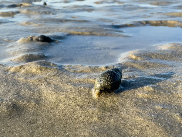 Escargot de boue de l'Est sur une plage à marée basse.