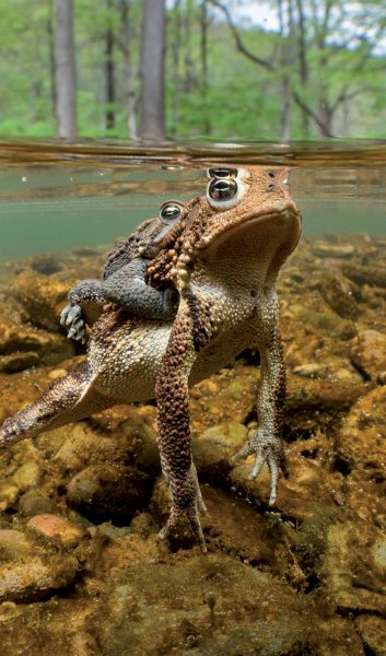 Image du crapaud d'Amérique de l'Est