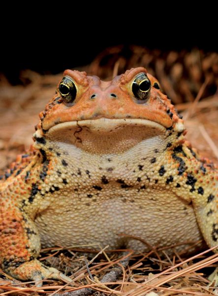 Vue faciale d'un crapaud d'Amérique orange