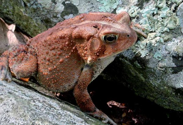 Crapaud d'Amérique dans la phase de couleur rouge brique avec les deux glandes parotoïdes visibles.