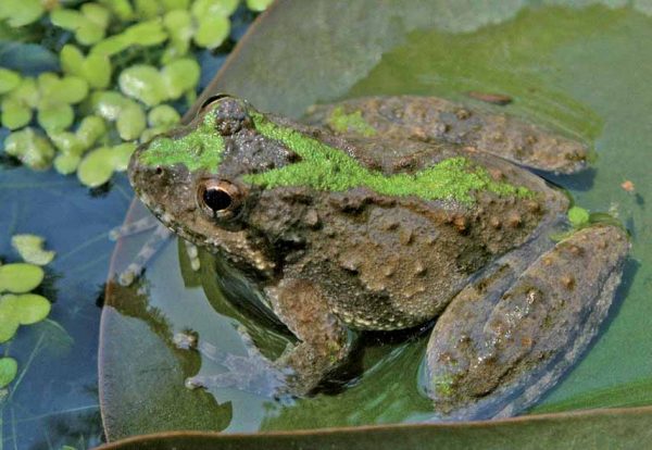 Une image de la grenouille grillon de l'Est