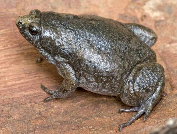 Image d'un crapaud à museau étroit de l'Est