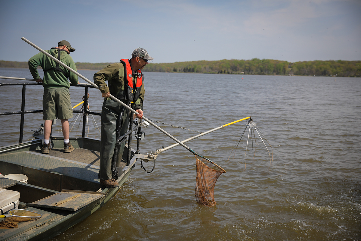 Image de deux hommes pratiquant la pêche électrique sur un bateau métallique ; celui qui est le plus proche de la caméra tient un filet rouge pour attraper les poissons et l'autre observe les réseaux électrifiés à l'avant du bateau.