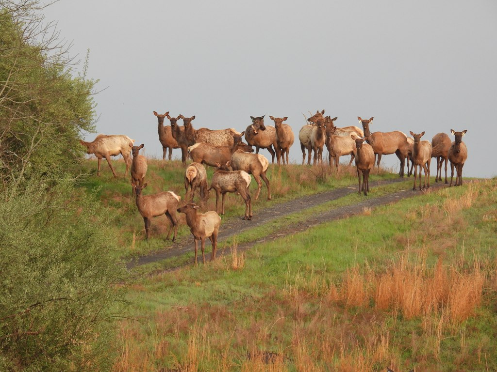 Un troupeau d'élans