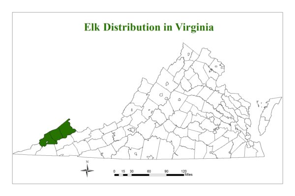 Les élans sont présents dans trois comtés de Virginie