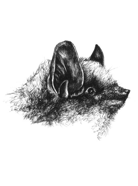 Une image de la chauve-souris du soir