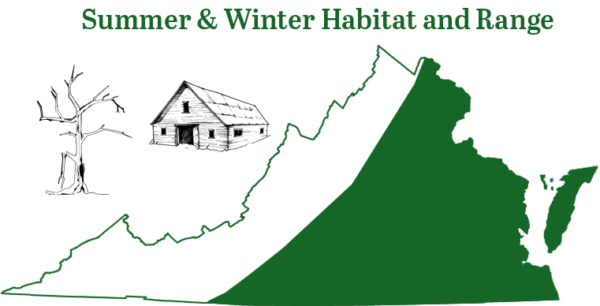 La chauve-souris du soir est présente dans tout le piedmont et la plaine côtière de Virginie, à l'exception des hautes terres montagneuses.