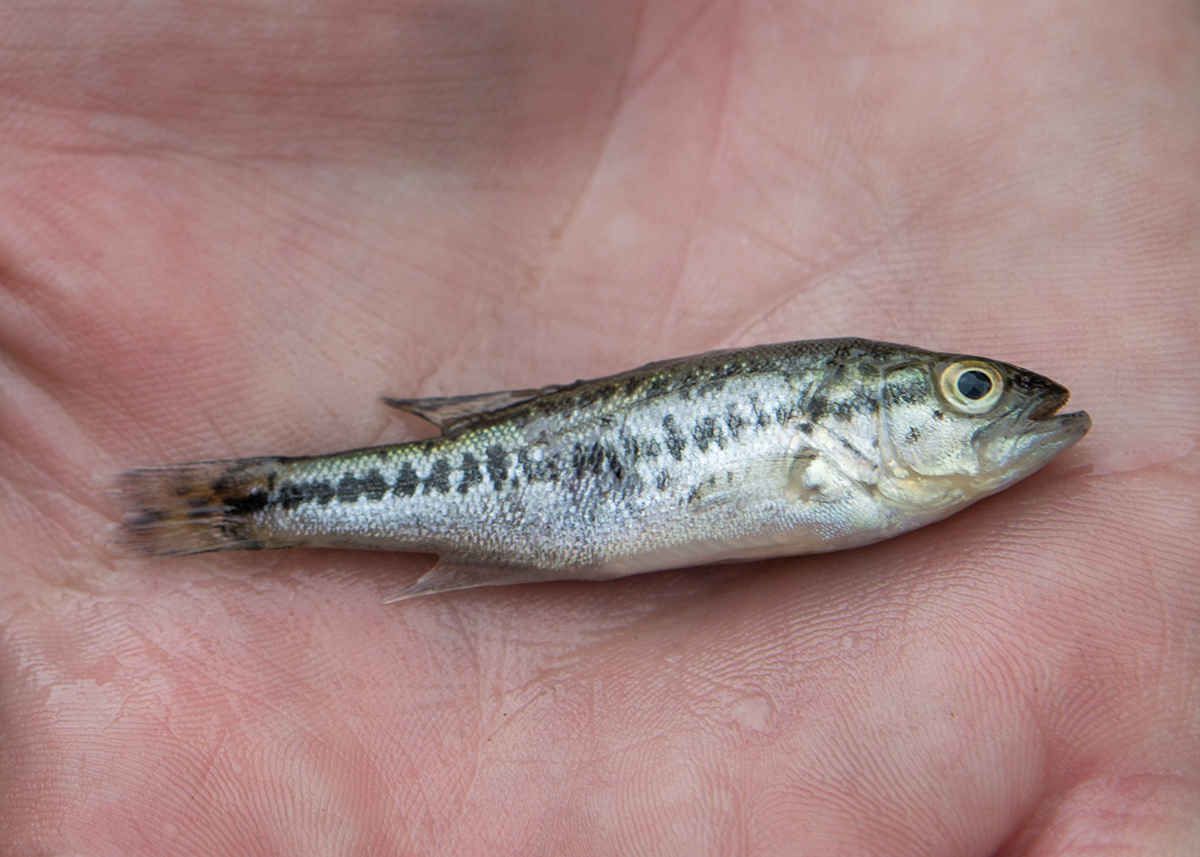 Image d'un jeune achigan à grande bouche