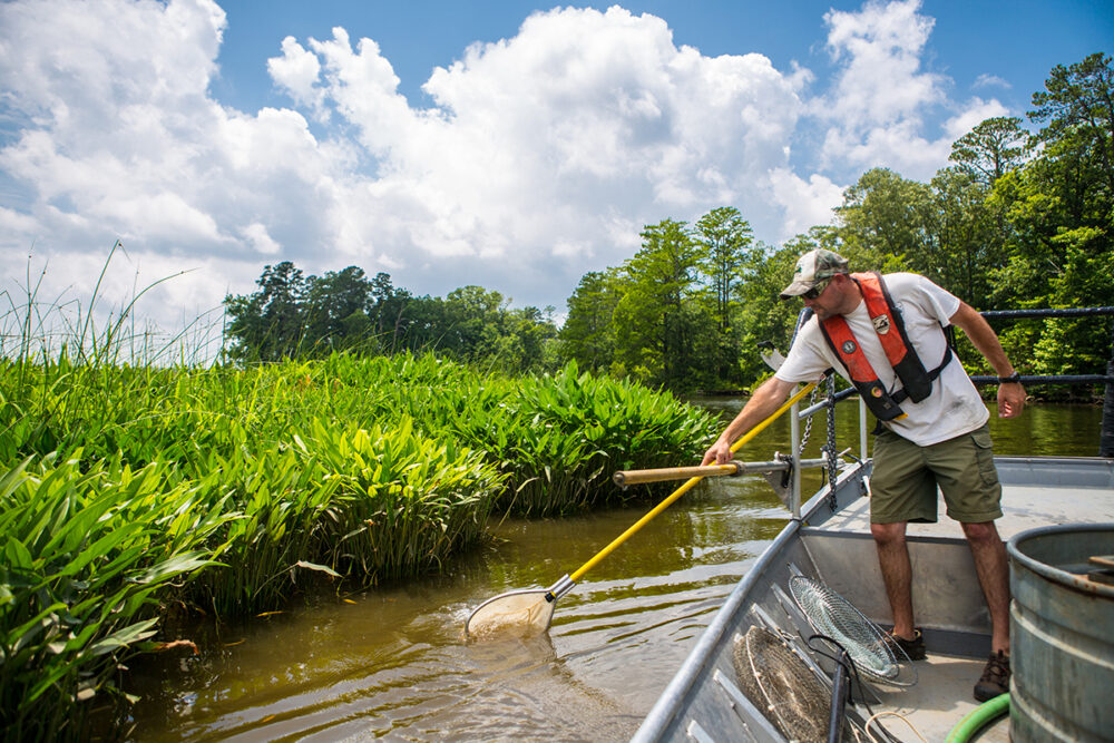 Image d'un homme sur un bateau dans la rivière Chickahominy stockant de jeunes achigans à grande bouche à l'aide d'un filet.