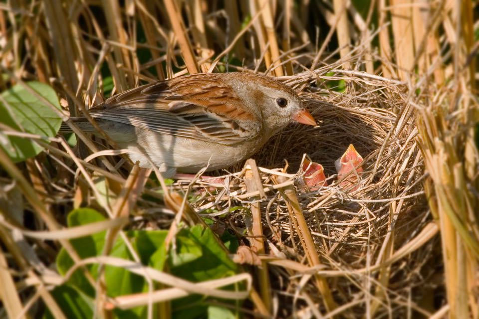 Un nid de bruant des champs avec deux poussins et leur mère