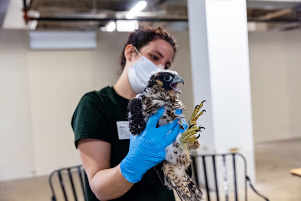 Un biologiste de la faune du DWR tient un faucon pèlerin.