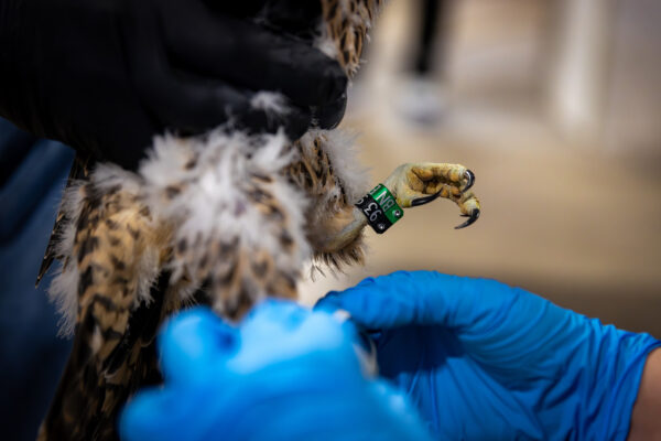 Les mains gantées d'un biologiste attachent une bague à la patte d'un faucon pèlerin.