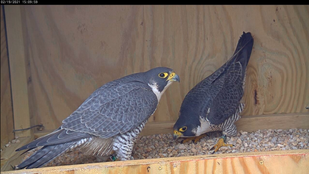 Une image de 95/AK et 59/BM dans le nichoir se regardant l'un l'autre.