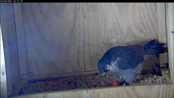 Femelle avec quatre œufs déplaçant le quatrième œuf dans le racloir