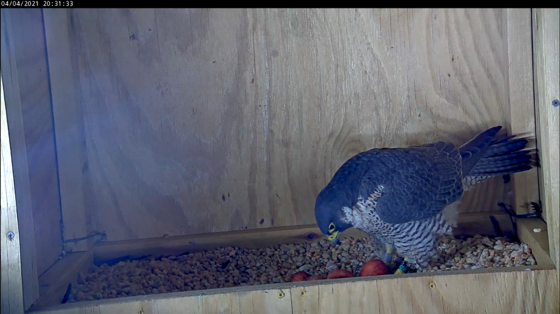 Une femelle faucon pèlerin avec quatre œufs