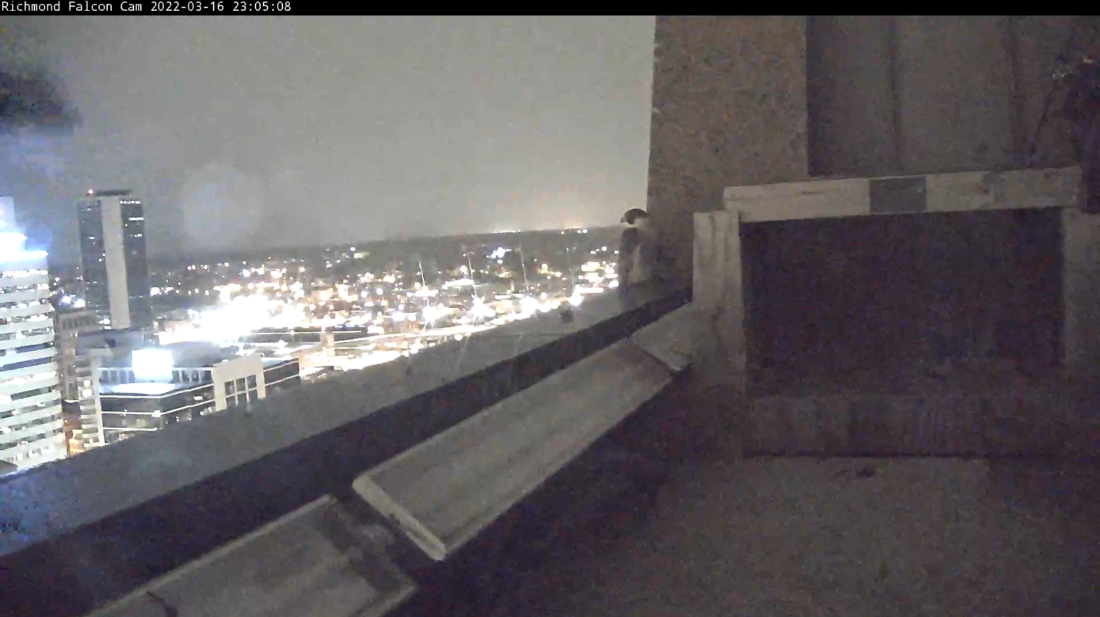 La femelle faucon se perche près du nichoir pendant la nuit. 