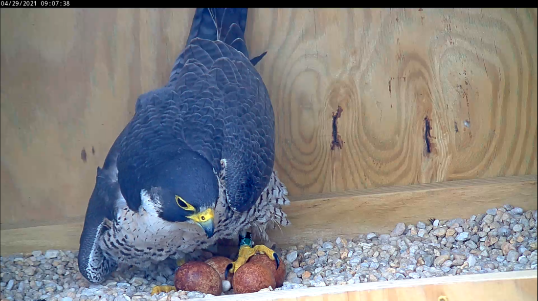 La femelle faucon se repositionne avec précaution au sommet de l'embrayage.