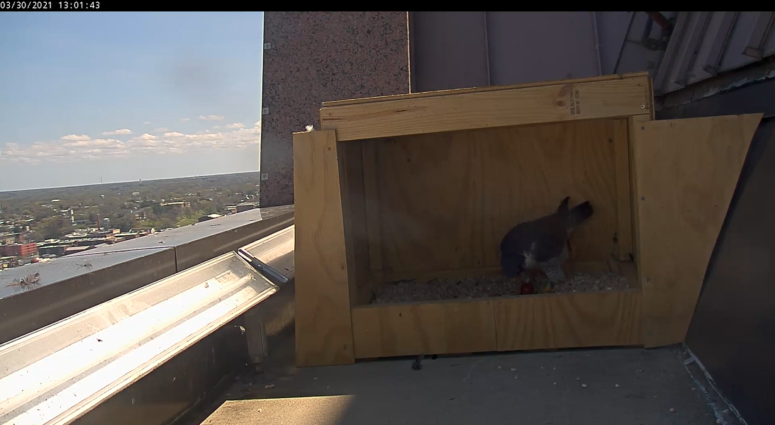 Femelle se tenant au-dessus de l'œuf nouvellement pondu.