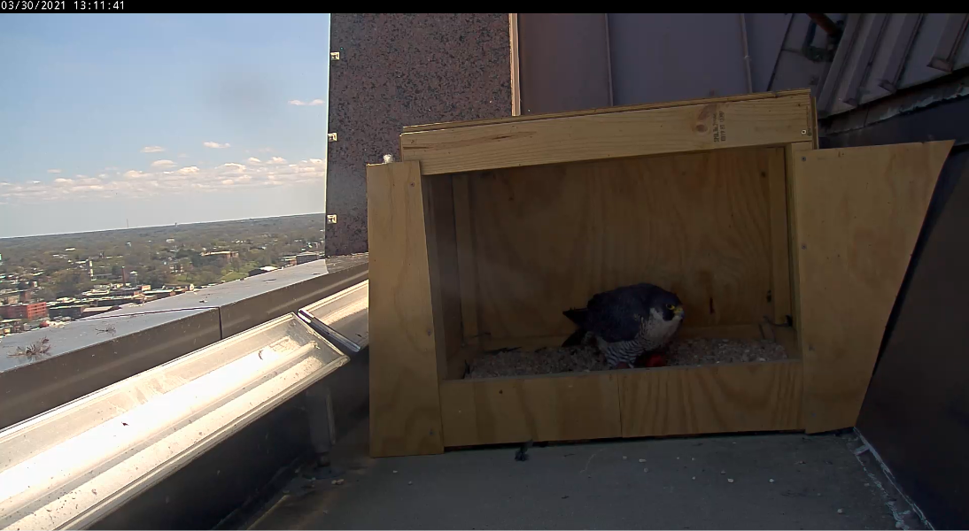 La femelle se positionne sur les deux œufs.