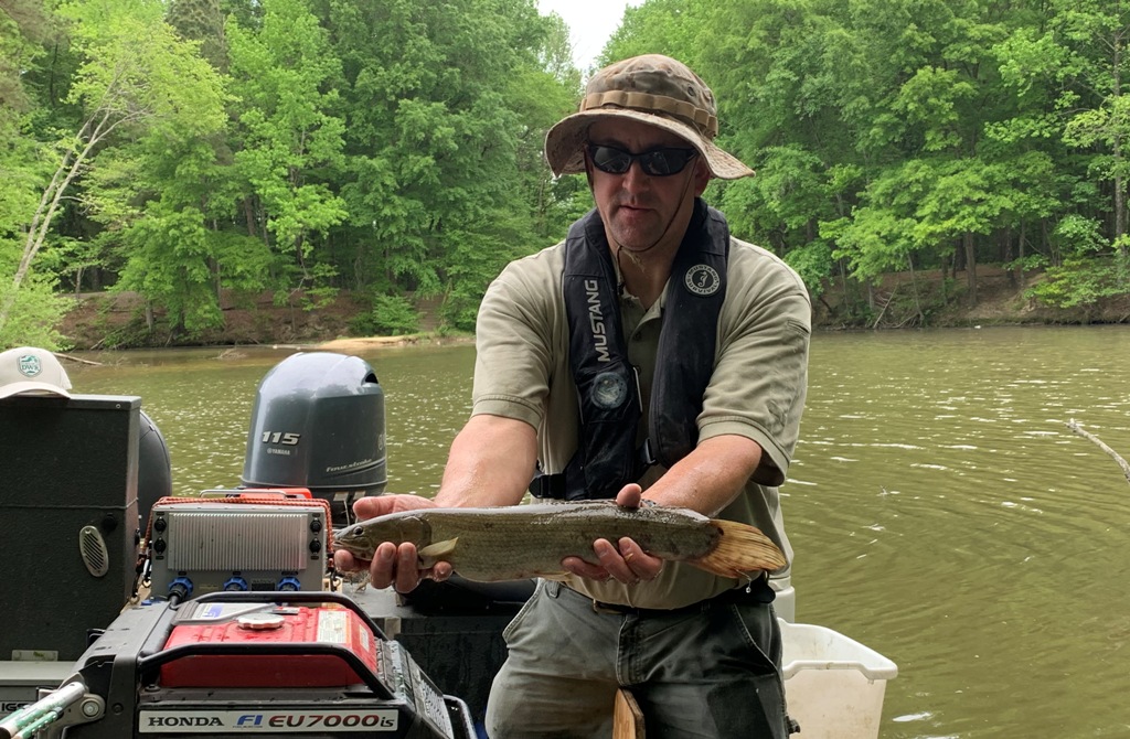 Image d'un biologiste tenant un poisson bowfin au long corps fuselé et à la coloration brun-olive.