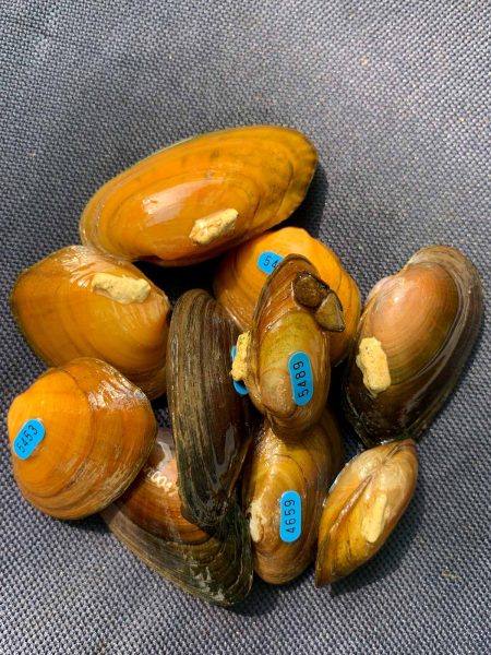 Un petit tas de moules recapturées