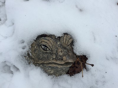 Une grenouille qui a subi une mortalité hivernale "" qui sort de l'hibernation en raison d'une période de chaleur intermittente avant que le dernier gel hivernal n'ait eu lieu.