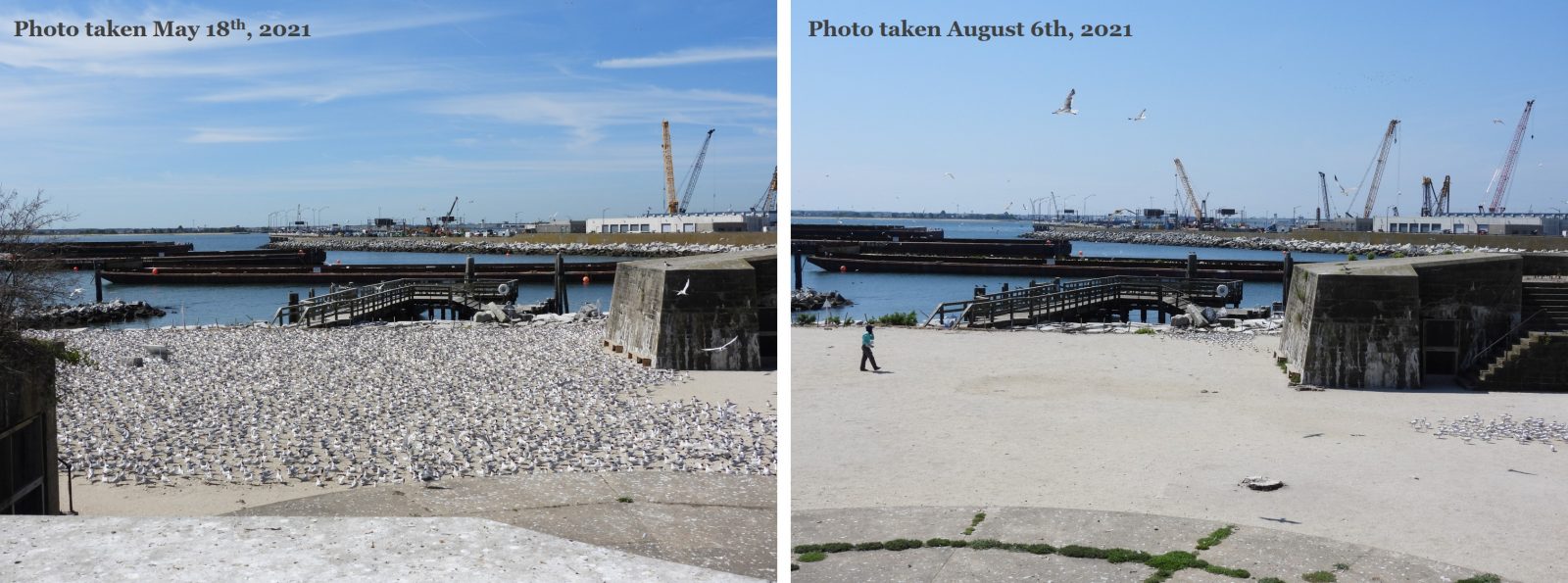 Images contrastées de mai remplies d'oiseaux de mer (à gauche) et d'août dépourvues d'oiseaux de mer (à droite) de l'occupation des oiseaux de mer à Ft. Wool.