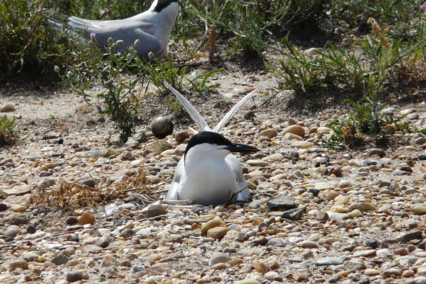 Image d'une sterne à bec de mouette incubant son œuf. Cet oiseau est blanc avec des ailes et un dos gris, un bec noir et une calotte noire et lisse.