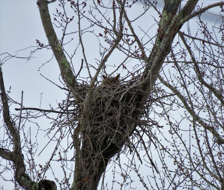 Image d'un hibou grand-duc dans un nid construit dans la fourche d'un arbre.