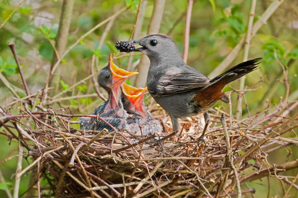 Tournepierre gris donnant des mûres aux oisillons 