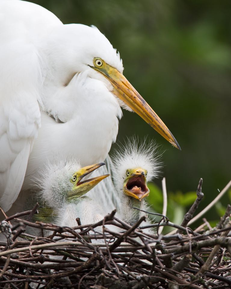 Une image de deux poussins de grande aigrette duveteux, si laids qu'ils sont mignons, et de leur mère.