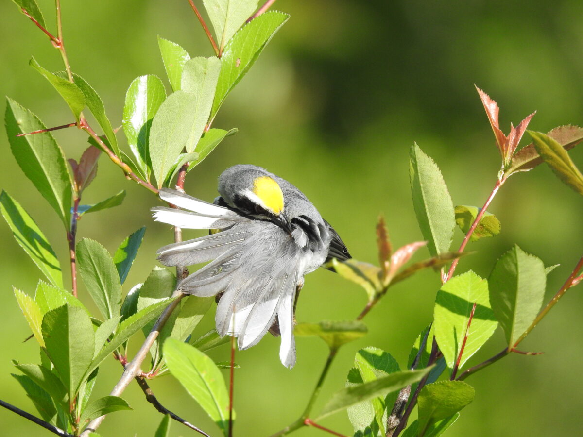 Image d'une fauvette aux ailes dorées qui se prélasse ; il s'agit d'un oiseau gris avec une couronne jaune.